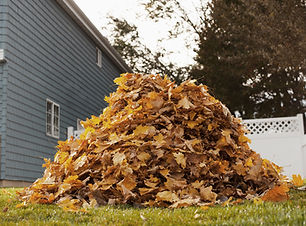 Autumn Leaves