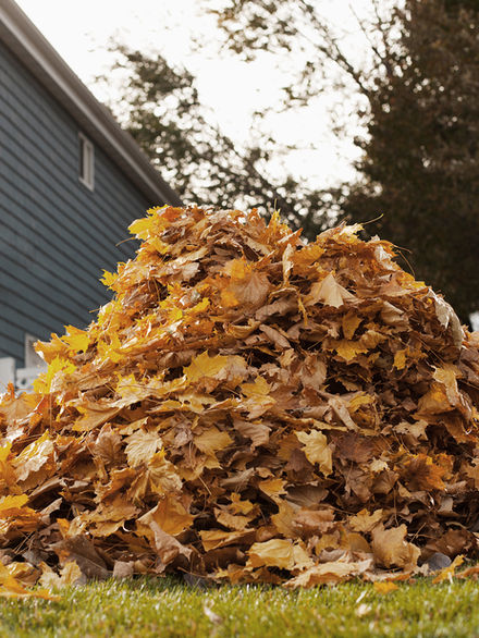 Rake Without the Ache: Chiropractor-Approved Tips for a Pain-Free Fall