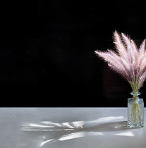 Pampas Flower