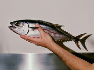 中学受験に出る!魚の体のしくみ|家庭でできる理科の基礎づくり