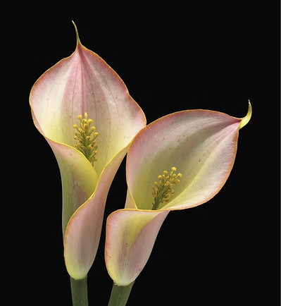 Pink Calla Lilies