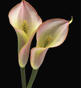 Pink Calla Lilies