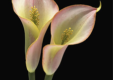 Pink Calla Lilies