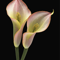 Pink Calla Lilies