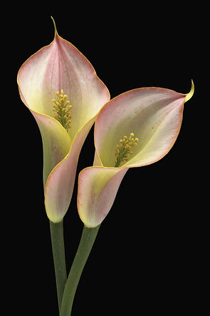 Pink Calla Lilies