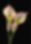 Pink Calla Lilies