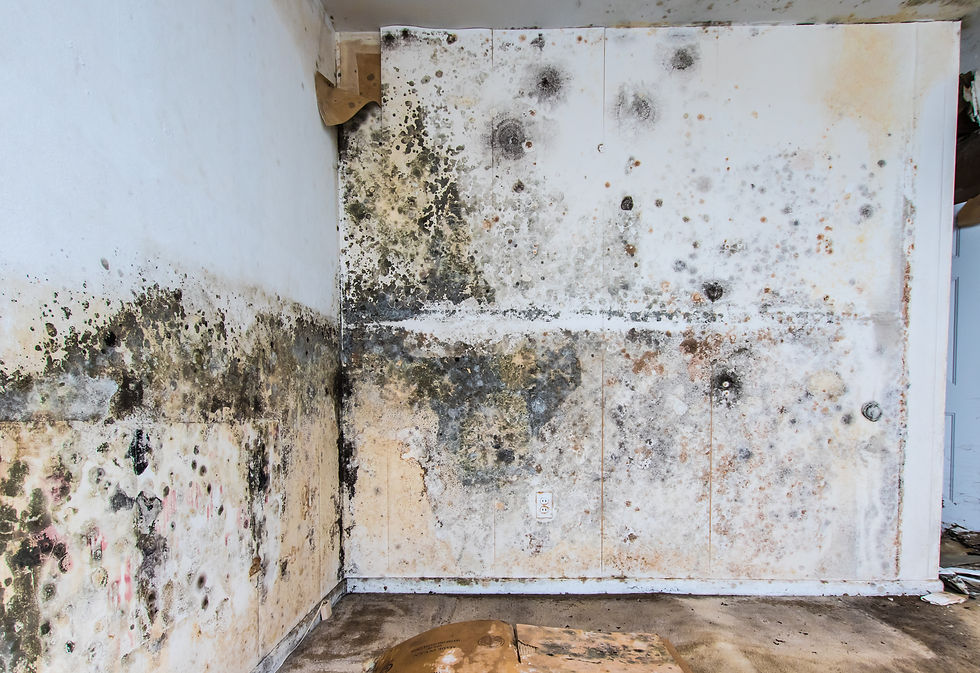 Extensive mold growth on the sheetrock wall of a property
