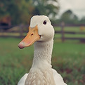 Close-Up Of Duck