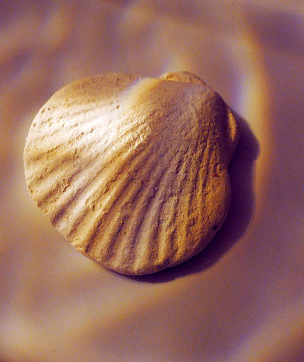 coquillage