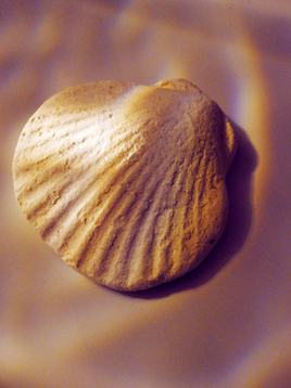 Breaking Free from My Shell