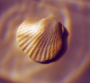 Seashell