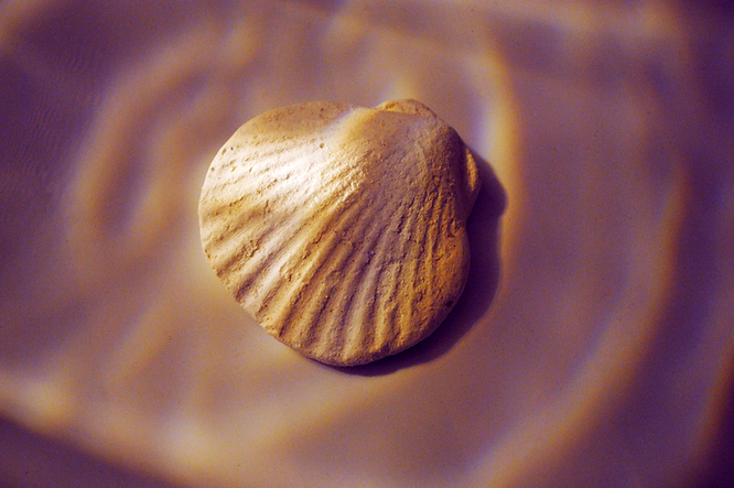 coquillage