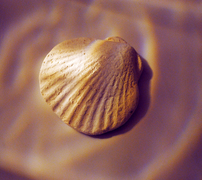 Shell On Beach