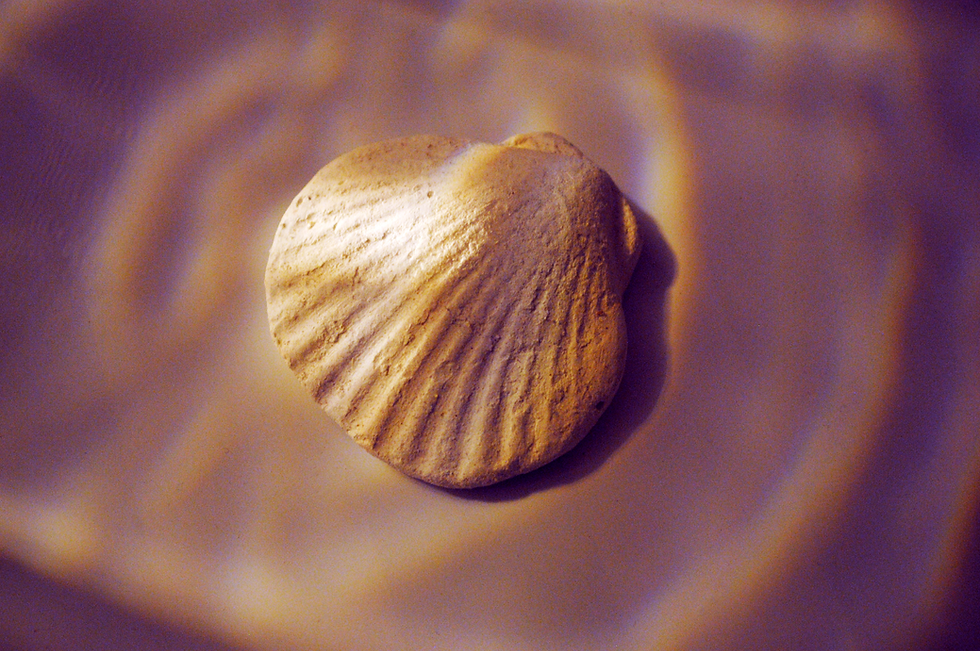 Shell On Beach