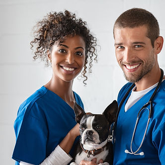 Veterinários com cães