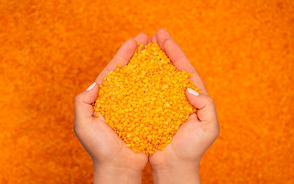 Hands Holding Lentils