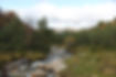 Scene of a woods with a stream. Nataur uses fermentation of safe microbes to produce essential nutrients.