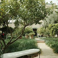 Garden Bench and Foliage