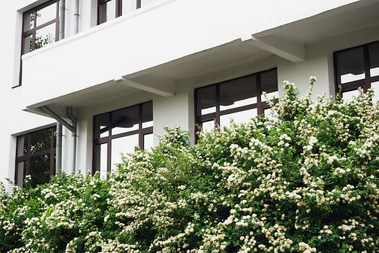Blooming shrubs