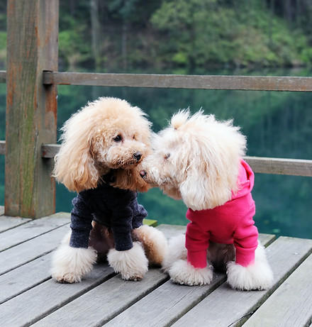 Dogs in Sweaters