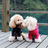 Dogs in Sweaters