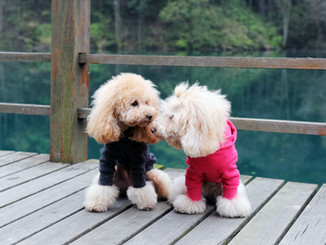 Dogs in Sweaters