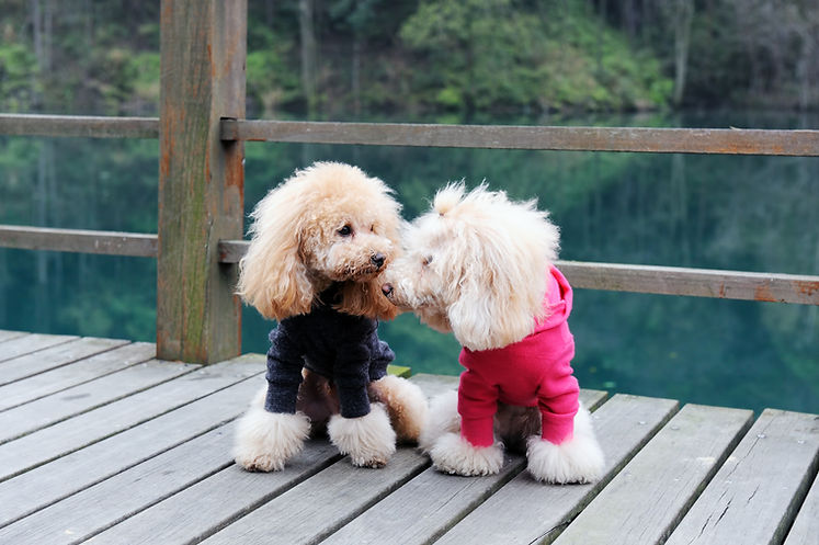 Dogs in Sweaters