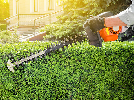 Garden gasoline scissors, trimming green bush, hedge. Working in the garden
