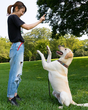Obedience Training