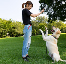 Woman Training Dog