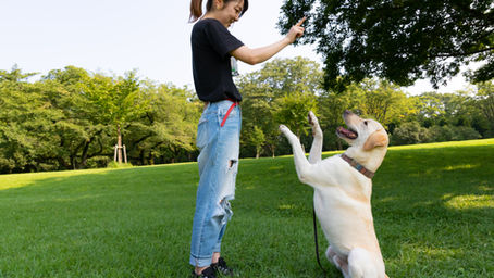 Maximizing Training Success: Diverse Commands and Multilingual Techniques