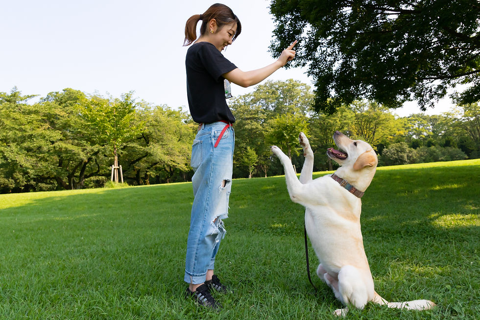 dog training with acupressure point work for better learning and deeper bond
