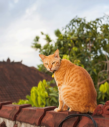 cat on the roof