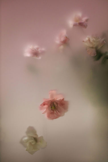 柔焦花朵