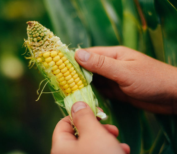 Farmer Holding Corn