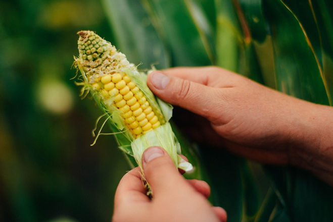 Farmer Holding Corn