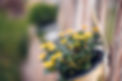Flower Plant