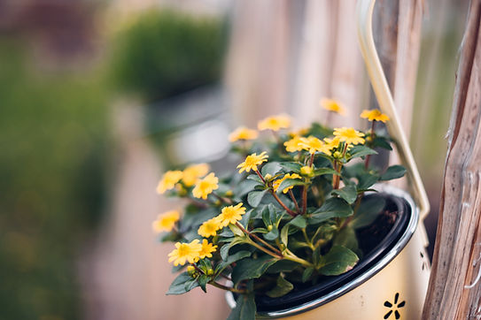 Flower Plant