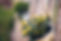 Flower Plant