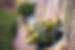 Flower Plant