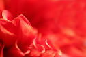 Red Blossom