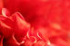 Red Blossom