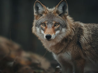 URGENT : ESC Long-term 6/12 months - Wild Vibes - Bulgaria