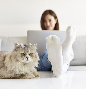 Katze und Arbeit