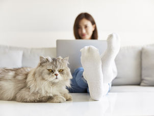 Phụ nữ mang thai nuôi mèo: Cần lưu ý những gì?