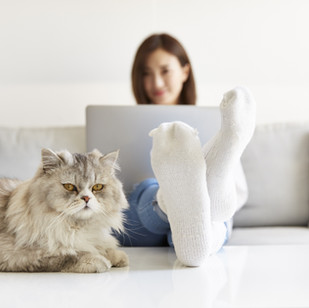 Cat and Working