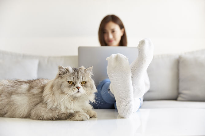 Gato e trabalho