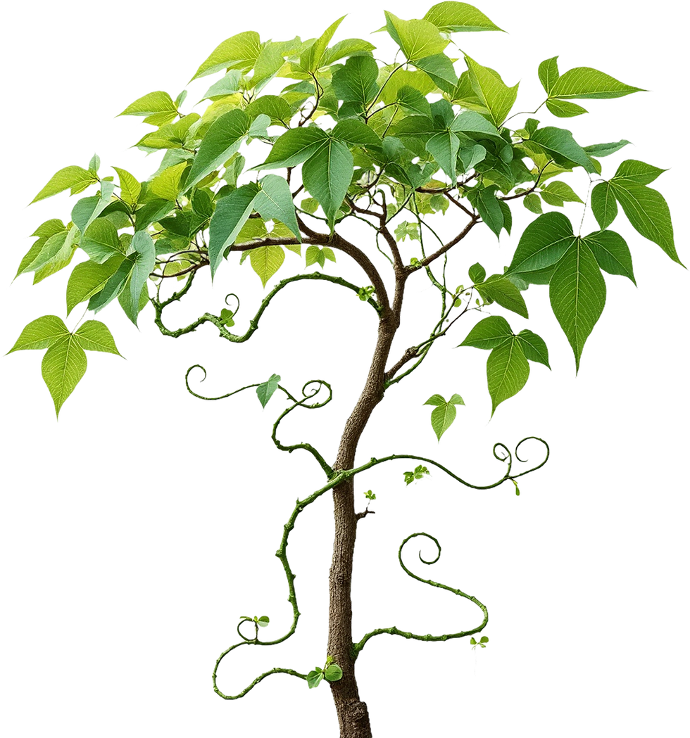 Leafy Tree Illustration