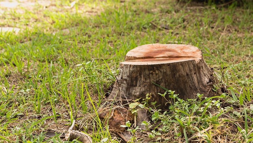Tree stump on green grass in the garden