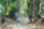 Pathway in Eucalyptus Grove